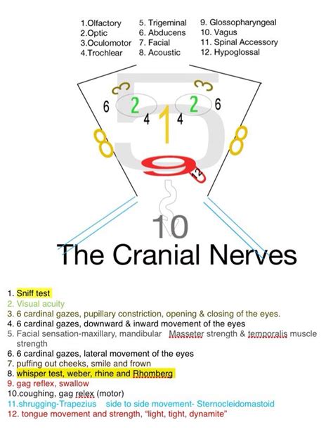 cranial nerves cranial nerves mnemonic cranial nerves nursing mnemonics porn sex picture