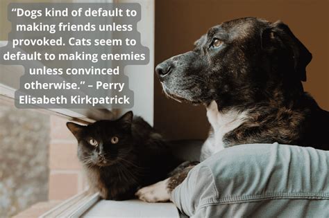 10 Quotes To Sum Up Cat And Dog Friendship Animal Car Donation