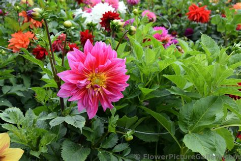 Send flower bouquets in anchorage alaska usa is become very easy now. Beautiful Flame Like Dahlia Flower in Anchorage Alaska.jpg ...