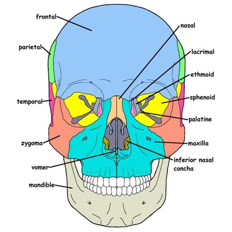 Craniosacral System Overview Craniosacral Anatomy Craniosacral