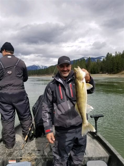 Want To Catch Walleyes Montana Hunting And Fishing Information