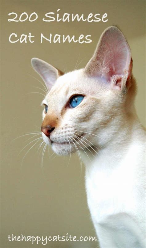 200 Best Siamese Cat Names For Your New Kitten