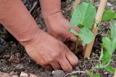 How To Grow Runner Beans Bbc Gardeners World Magazine