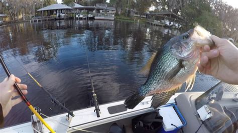 Huge Crappie Florida River Fishing Youtube