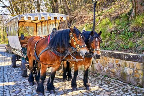 Carriage With Horses From Tourists Drives In Wernigerode Saxony Anhalt