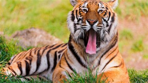 Bengal Tiger Wallpapers Wallpaper Source For Free Awesome Wallpapers Backgrounds