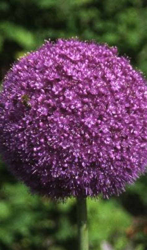 Allium Aflatunense Purple Sensation Sierui Vtwonen