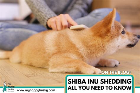 Shiba Inu Shedding All You Need To Know Updated My Happy Husky