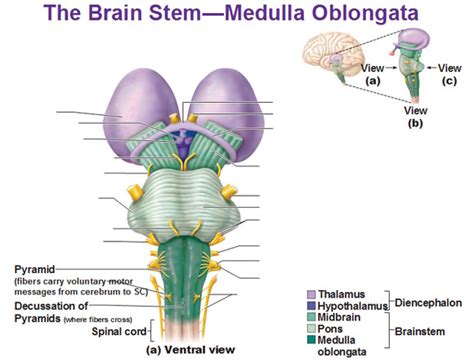 Ventral View Of Medulla Oblongata Pyramind Decussation