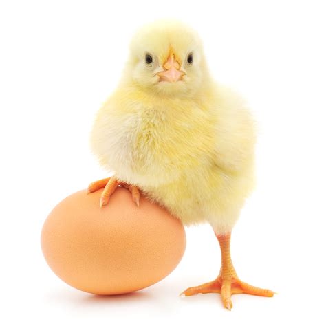 Replacing egg with chicken's egg might offer an alternative, but hardly an elegant one. Personnel and Organization: Chicken or the Egg - FundingSage