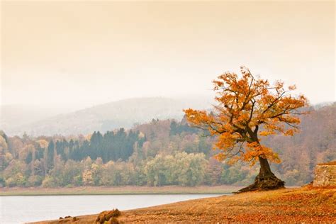 Lonely Tree By Stefan Friedhoff 500px Tree Lonely Painting
