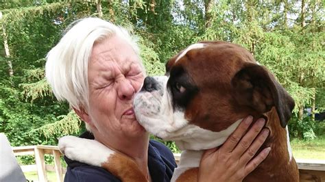 Boxer Dog Love Attack And Boxer Kisses To Mom 😍 Youtube