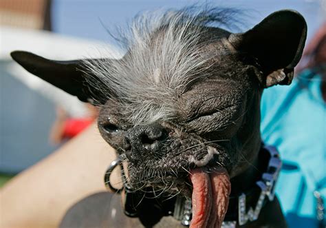 Hideously Cute Why We Love The Worlds Ugliest Dog