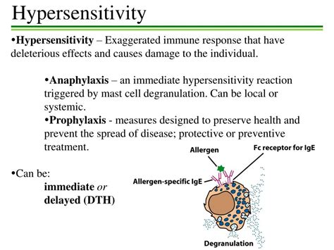 Ppt Hypersensitivity Powerpoint Presentation Free Download Id1718154