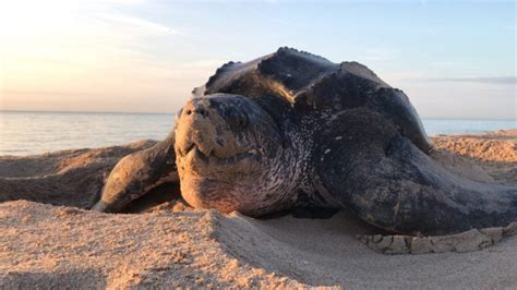 Biggest Sea Turtles Ranked By Size American Oceans