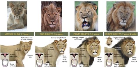 How To Age A Lion Panthera