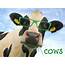 Funny Cow Wallpaper 54  Images