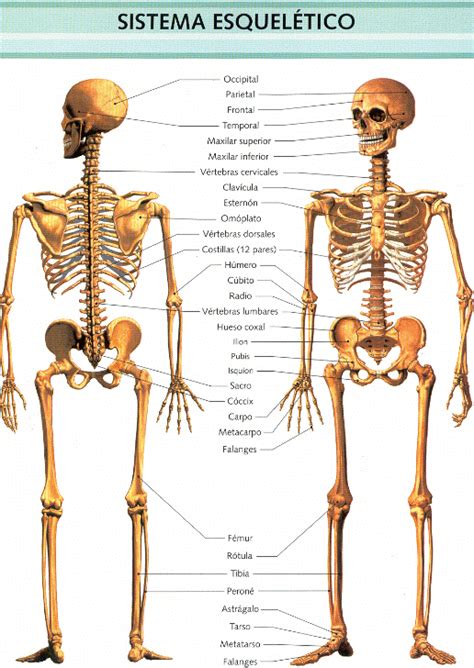 Sistema Esqueletico Sistemas Del Cuerpo Humano