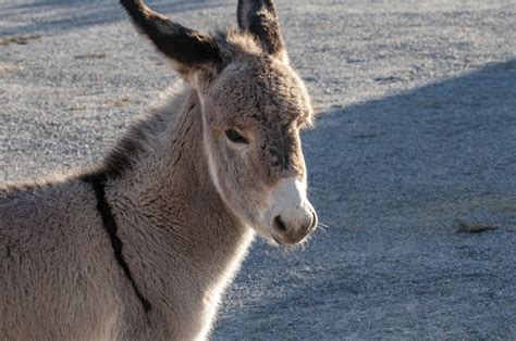 Baby Donkey Free Stock Photo Public Domain Pictures
