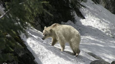 Rare White Grizzly Bear Dazzles Visitors To Banff National Park Rci