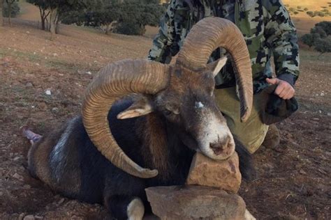 Iberian Mouflon Ibex Hunt Espadella