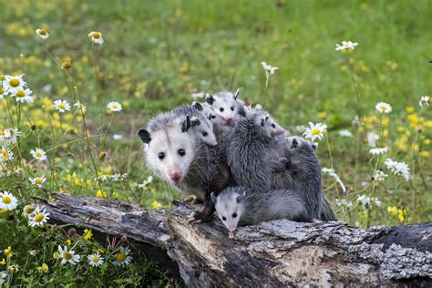 What Are Possums Good For Heres Why You May Actually Want Them In