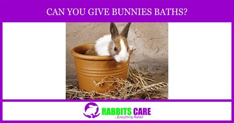 Can You Give Bunnies Baths Rabbits Care