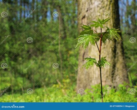 Young Maple Tree In The Forest Stock Photo Image Of Macro Growth