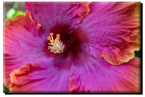 Hawaiian Hibiscus Close Up On Canvas Phenomenal Photos Maui