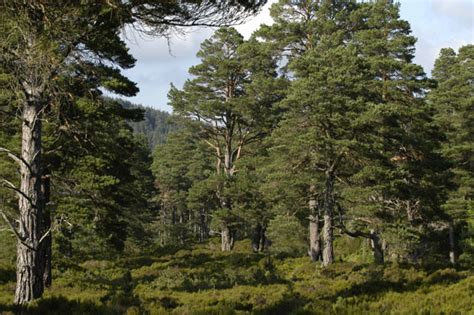 Fileancient Caledonian Forest Glen Tanar
