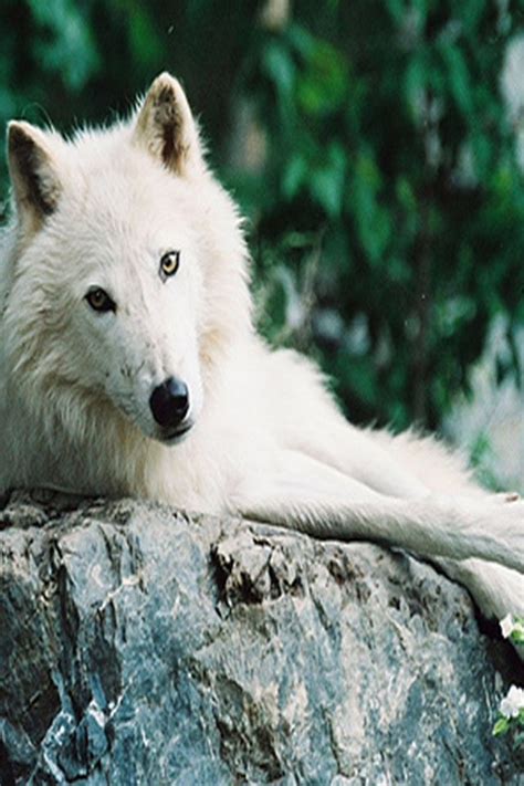 The image slider above is the best collection of wolf coloring pages that you can save or print to be a coloring material for your child or your students at. What?! Meeee? | Wolf images, Artic wolf, Animal planet