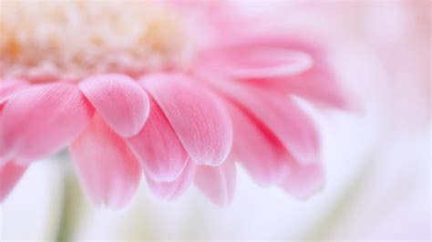 Pink Gerbera Flowers Photography Wallpaper 1920x1080 Download