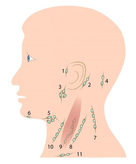 What Are The Symptoms Of Cancer In The Lymph Nodes
