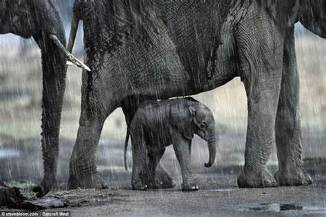40 Excellent Pictures Of Animals In Rain