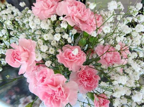 Each of these days could require careful selection of flowers ranging from bright colored flowers for birthdays to tulip for graduation day to carnations, gladioli or snapdragons for condolences. pink carnations and babys breath imagine purple carnations ...