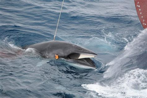Japanese Fishing Fleet Kills 333 Whales In The Antarctic