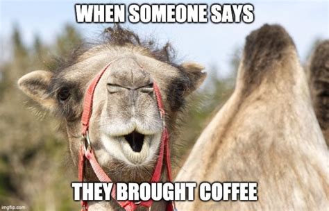 wednesday coffee memes 30 hilarious hump day jokes coffee affection