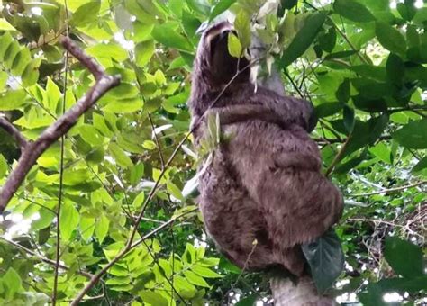 Bicho preguiça e filhote são flagrados em estrada de Guarujá SP