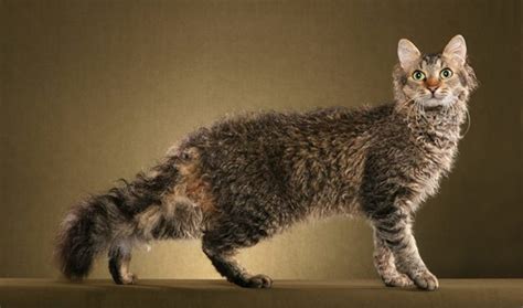 Top Weirdest Cat Breeds Pethelpful