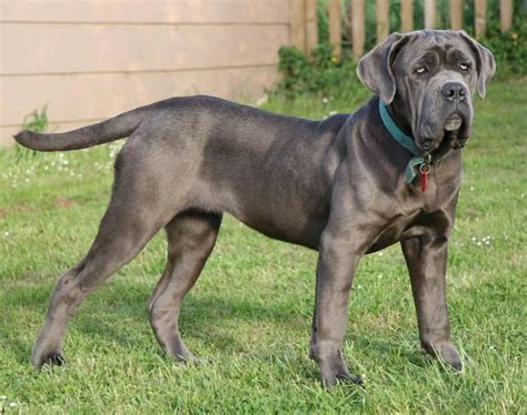 10 Of The Largest Dog Breeds In The World Page 2 Of 5