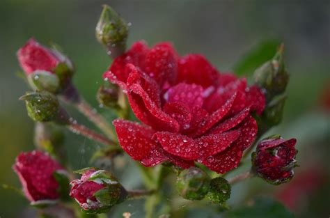 Terkeren 28 Gambar Bunga Ros Merah Cantik Gambar Bunga Hd