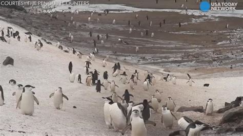 Just How Many Penguins Live In Antarctica