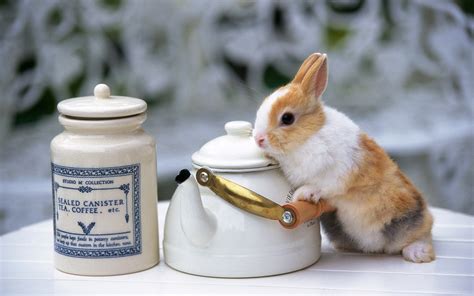 White And Brown Rabbit Near White Teapot Hd Wallpaper Wallpaper Flare