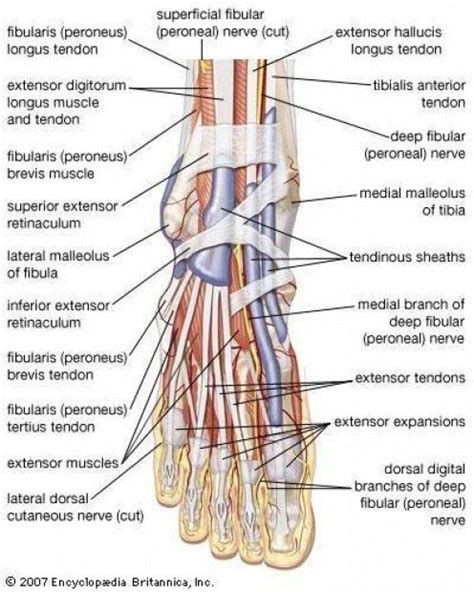 Hubpages Anatomía Del Tobillo Cuerpo Humano Anatomia Anatomia