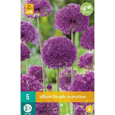 Alliums Purple Sensation Cdiscount Jardin
