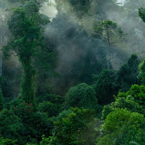 Stream Thunderstorm In The Borneo Rainforest By George Vlad Listen