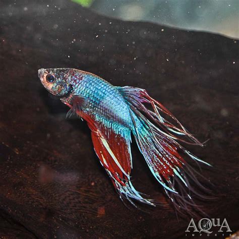 Crowntail Male Betta Crowntail Betta High Resolution Stock