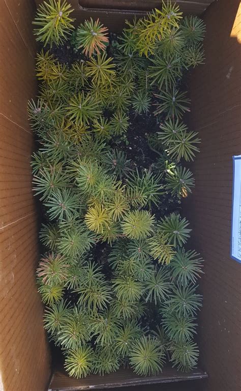 Pre Order 40 Deposit Noble Fir Seedlings Box Of 80 — Spruced