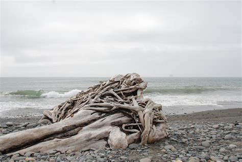 Free Images Beach Landscape Driftwood Sea Coast Nature Forest