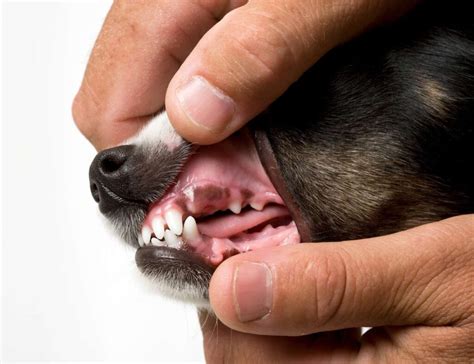 Healthy Dog Gums And Teeth 7 Food For Healthy Gums And Teeth